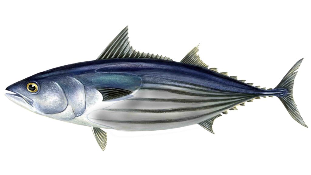 tuna fish
